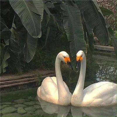 开云·体育平台下载手机版